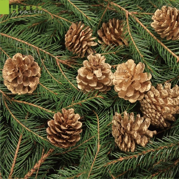 臭氧層破洞下的秘密 松樹皮