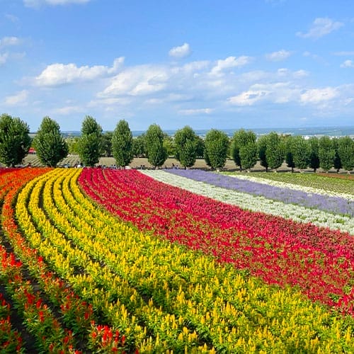生麗x北海道 日式尊榮獎勵旅遊